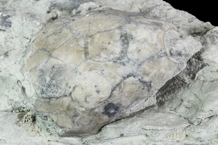 Fossil Crinoid Calyx - Indiana #110793